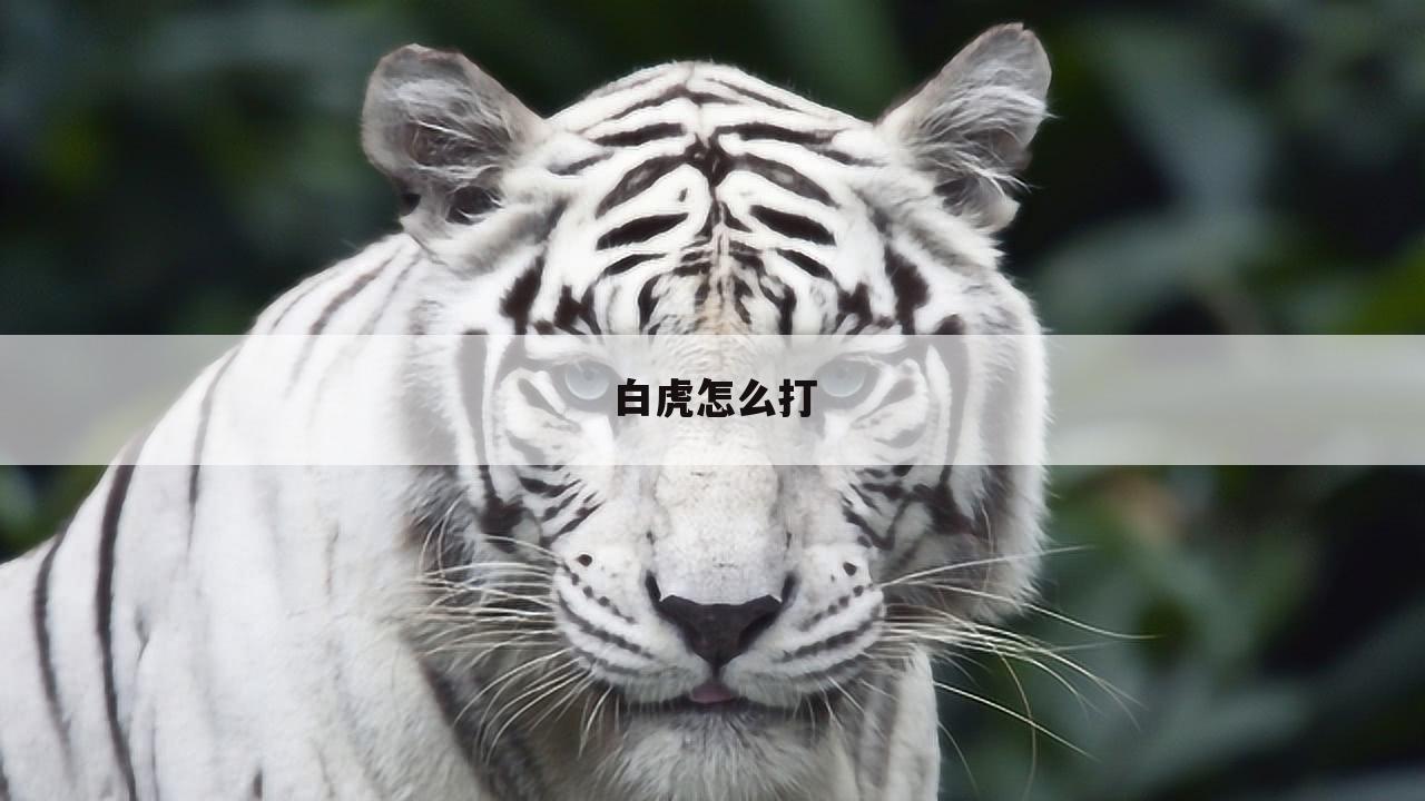 白虎怎么打
