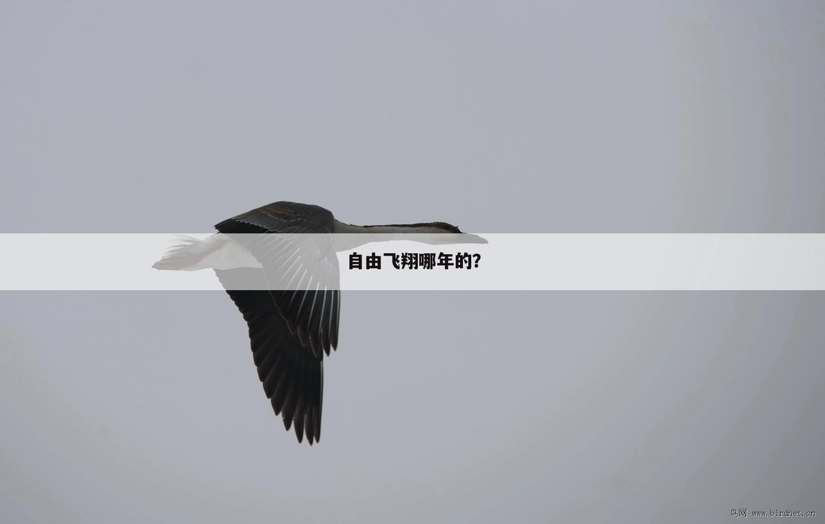 自由飞翔哪年的?
