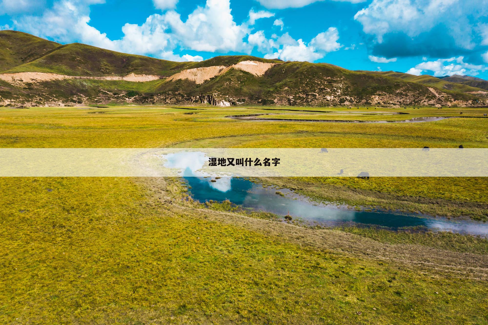 湿地又叫什么名字