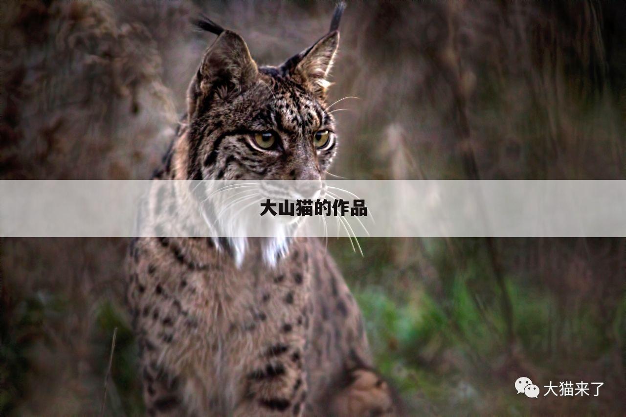 大山猫的作品