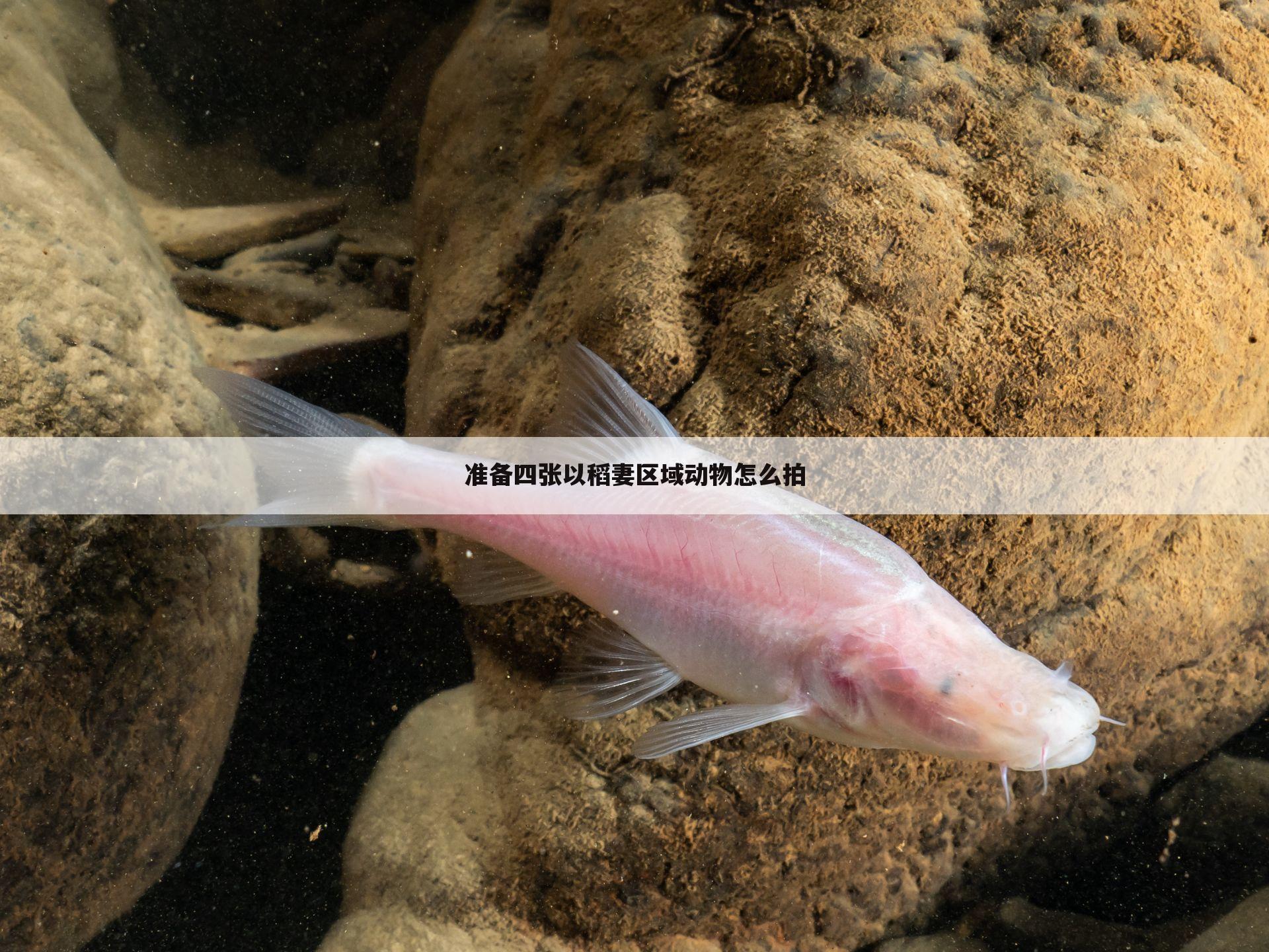 准备四张以稻妻区域动物怎么拍