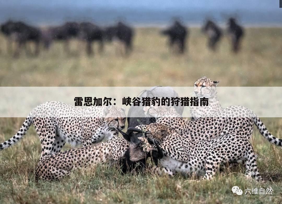 雷恩加尔：峡谷猎豹的狩猎指南