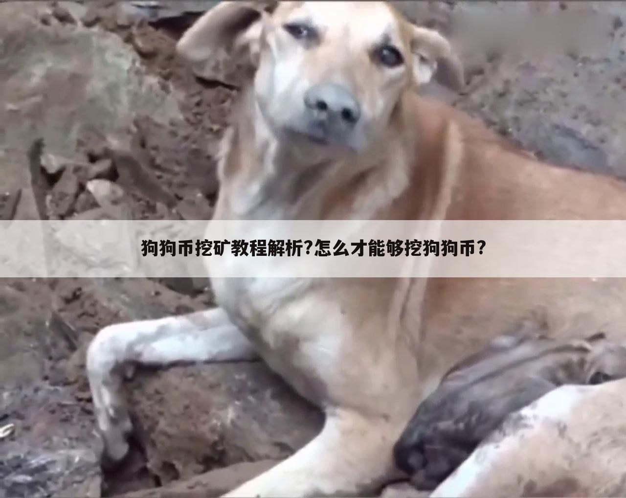 狗狗币挖矿教程解析?怎么才能够挖狗狗币?
