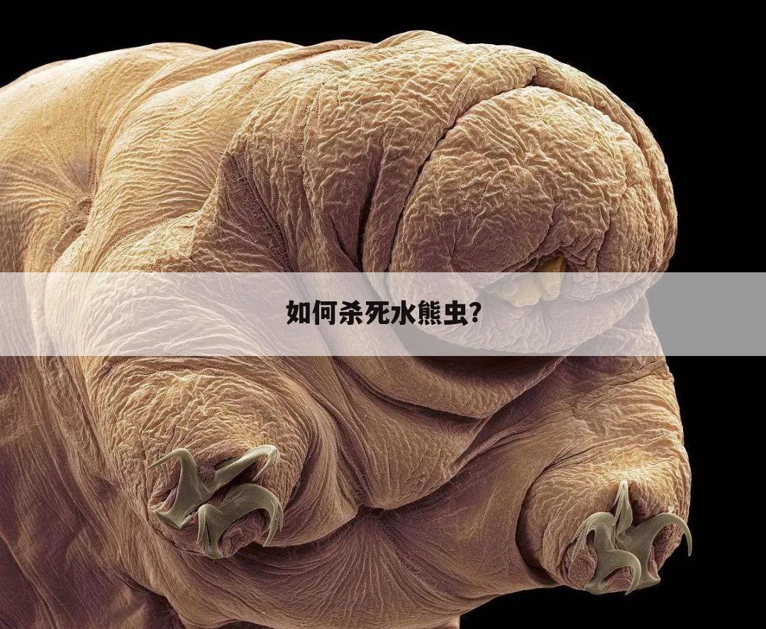 如何杀死水熊虫?