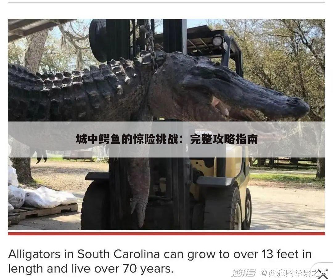 城中鳄鱼的惊险挑战：完整攻略指南