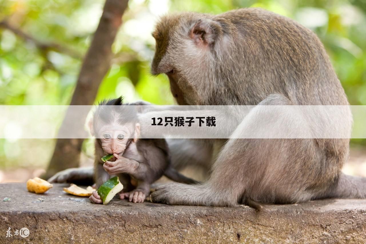 12只猴子下载